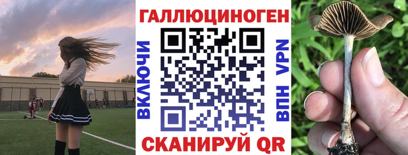 где можно купить   Донской  Псилоцибиновые грибы Magic Shrooms 